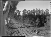 Furrow irrigation of an orchard, Riverside, 1938