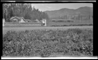 Glen Avon Heights Vetch Plot, Jurupa Valley, 1927-1940