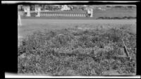 Glen Avon Heights Vetch Plot, Jurupa Valley, 1927-1940