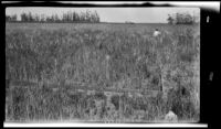 Edison Avenue grass plot, Ontario (probably), 1927-1940