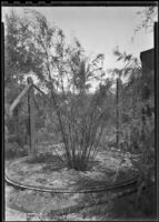 Planting tank in a fenced off area, southern California, circa 1942