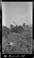 Matted tree debris left by the flood that followed the ruin of the Saint Francis Dam, with a crane engaged in clean-up beyond, Bardsdale, 1928