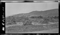 Trees pushed to the ground by the flood following the failure of the Saint Francis Dam, Fillmore, 1928