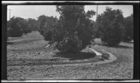 Furrow irrigation in a citrus orchard, southern California, circa 1931