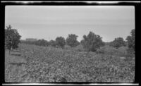 Cover crop in an orchard, Southern California, circa 1931