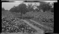 Cover crop and furrow irrigation in a citrus orchard, southern California, circa 1931