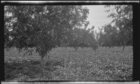 Cover crop in an orchard, southern California, circa 1931