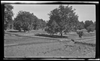 Basin irrigation plots in a citrus orchard, southern California, circa 1931