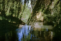 Chile (Curicó) - Fundo Curicó, pond, between 1966-1967