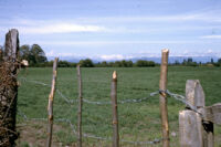 Chile (Curicó) - Fundo Curicó, field with perimeter fence, between 1966-1967