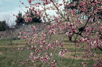 Chile (Tapique) - Blossoming tree, between 1966-1967
