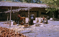 Chile (Curicó) - Fundo Curicó, shucking corn, between 1966-1967