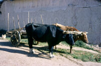 Chile - Oxen, between 1966-1967