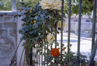 Denmark - Roses, between 1966-1967