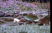 Denmark - Flowers and lily pond, between 1966-1967