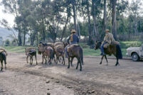 Chile - Road, with horses and pack animals, between 1966-1967