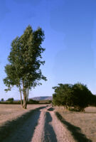 Chile - Tree and road, between 1966-1967