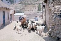 Chile (Tilama?, San Pedro de Atacama?) - Street with livestock, between 1966-1967