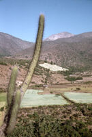 Chile (Quesos Tilama) - Cactus