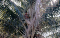 Mexico (Michoacán/Costa) - Boy in palm tree, between 1960-1964