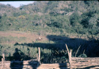 Mexico (Michoacán/Costa) - Ranch, between 1960-1964