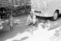 Man with 2 monkeys beside the VW van of  Nazir Jairazbhoy, Mumbai (India), 1963-1964