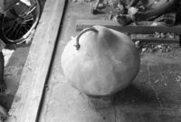 Gourd for sitar or tanpura at Vilayat Khan brothers, Miraj (India), 1963