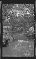 Pond at the Japanese Tea Garden, Golden Gate Park, San Francisco, 1924
