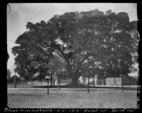 Large Ficus macrophylla tree, Los Angeles, 1912