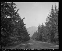 Santa Rosa Avenue lined with cedrus deodara trees, Altadena, 1913