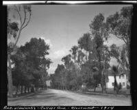 Eucalyptus trees lining College Avenue, Claremont, 1914