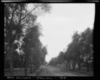 Road lined by olive trees, Pomona, 1914