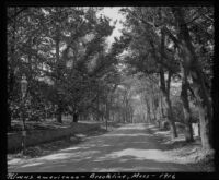 Road lined by American elm trees, Brookline, 1914