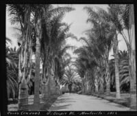 Road lined by palm trees at the James Waldron Gillespie residence (El Fureidis), Montecito, 1912
