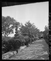 Topiary forms along a path in the Italian garden at the Weld estate, Brookline, 1914