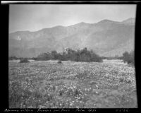 Landscape with abrosia villosa (desert sand verbena) and prosopia juliflora (mesquite), Palm Springs, 1922
