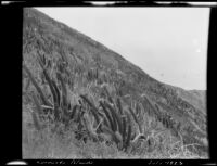 Coronado Islands slope with cacti, Mexico, 1923