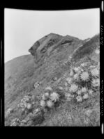 Coronado Islands slope with succulent plants, Mexico, 1923