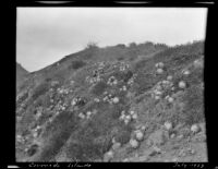 Coronado Island slope with succulent plants, Mexico, 1923