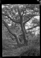 Pine tree at Torrey Pines State Reserve, San Diego County, circa 1931