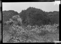 Flowers and shrubs at Torrey Pines State Reserve, San Diego County, circa 1931