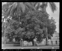 Mango Tree, Guatemala, 1914
