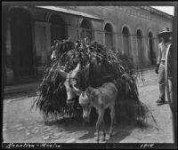 Donkey hauling leafy bundle on a street, Mazatlán, 1914