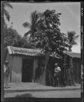 Papaya tree in the fenced garden of house, Mazatlán, 1914