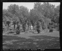 Sago palms (cycas revoluta) at the edge of a lawn at the estate of Henry E. Huntington (later Huntington Botanical Gardens), San Marino, 1915