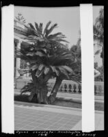 Sago palms (cycas revoluta) at the estate of Henry E. Huntington (later Huntington Botanical Gardens), San Marino, 1915