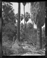 Desert palm oasis, Palm Canyon, Agua Caliente Indian Reservation, 1920