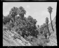 Stream running through a palm oasis, Palm Canyon, Agua Caliente Indian Reservation, 1925