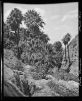 Desert palm oasis, Palm Canyon, Agua Caliente Indian Reservation, 1924
