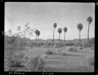 Palms in the desert, Twentynine Palms, 1928